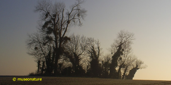 crépuscule à auvers sur oise